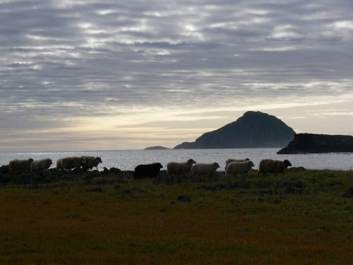 sheep by lighthouse